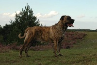 Étalon Cane Corso - La Grazia Di Dio Stefany