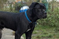 Étalon Cane Corso - La Grazia Di Dio Maverick