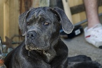 Étalon Cane Corso - La Grazia Di Dio Mauri