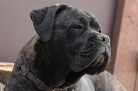 Étalon Cane Corso - La Grazia Di Dio Kendra