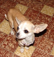 Étalon Chihuahua - Chanel (Sans Affixe)