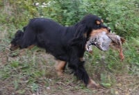 Étalon Cocker Spaniel Anglais - Biscotte Des eaux vives