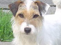 Étalon Jack Russell Terrier - Susan's pride Andy