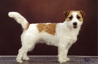 Étalon Jack Russell Terrier - CH. Vanille of Mayo land