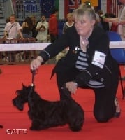 Étalon Scottish Terrier - CH. Bulle du Mat des Oyats