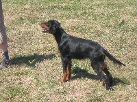 Étalon Setter Gordon - Bennye Des Coteaux Du Maine Marreau