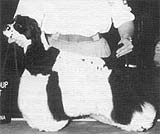 CH. che-lee Prefered stock