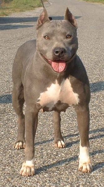 Tania du domaine des Alunts