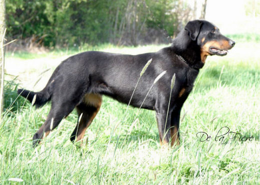 CH. Djayla du Diable de Morval