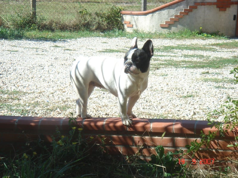 Vickie De la renaissance du phenix