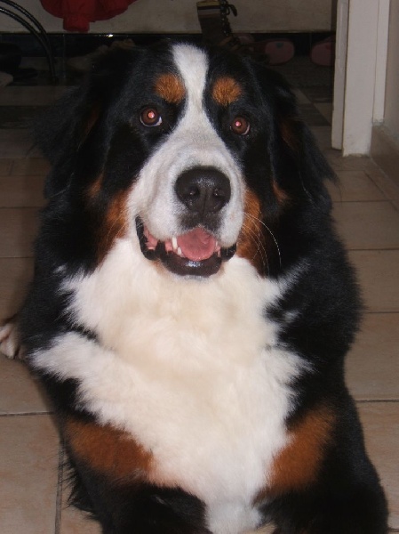 Publication : du Bois de Chantalouette