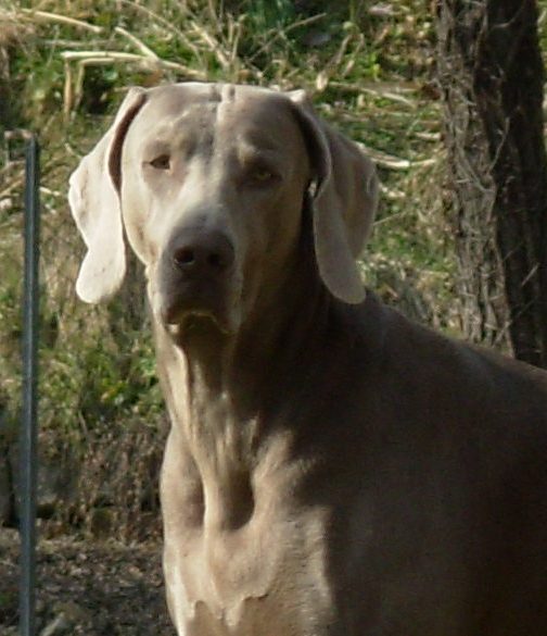 CH. Thalynn Silverstar du Val Ligerien