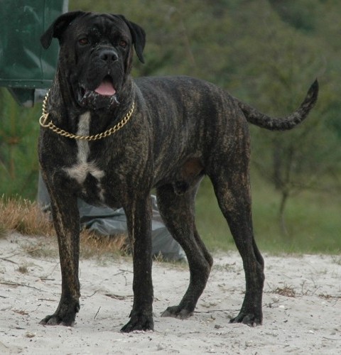 Publication : Amico Della Gente 