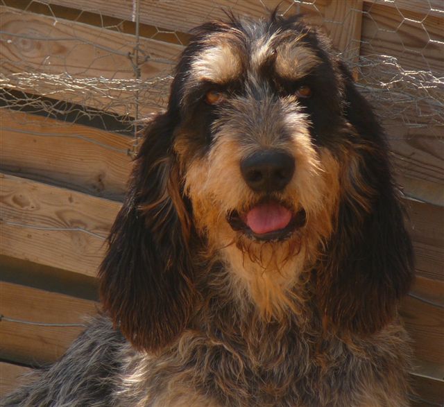 Asco De la fontegude