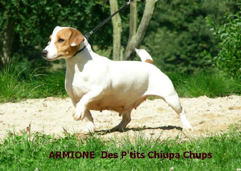 Armione Des p'tits chupa chups