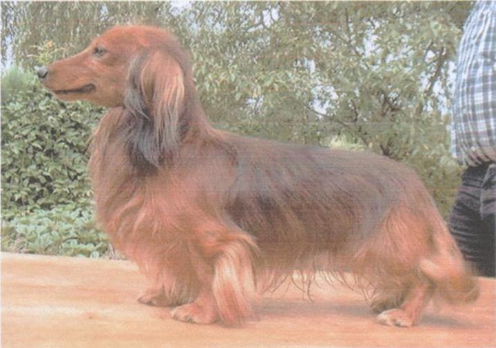 CH. Only v.d wysterhoeve