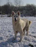 Étalon Berger Blanc Suisse - Poussy du castel d’arnaga