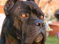 Étalon Cane Corso - Griko De finibus terrae