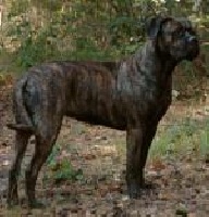 Étalon Cane Corso - La Grazia Di Dio Kimba