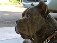 Étalon Cane Corso - Orazio De finibus terrae
