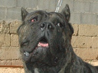 Étalon Cane Corso - CH. Dacia (Sans Affixe)