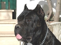Étalon Cane Corso - Sara Del rosso malpelo