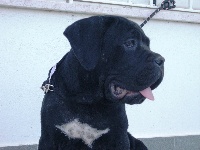 Étalon Cane Corso - Corrado (Sans Affixe)