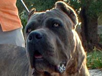 Étalon Cane Corso - Baggio De finibus terrae