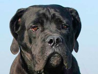 Étalon Cane Corso - Darco (Sans Affixe)