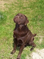 Étalon Labrador Retriever - Choco (Sans Affixe)