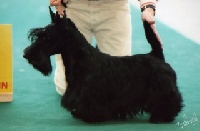 Étalon Scottish Terrier - Clyde barrow du jimmy's clan