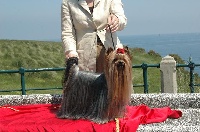 Étalon Yorkshire Terrier - CH. Horfeo's Bouquet of jubilee