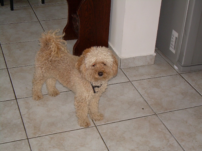 Publication : du Crystal Bombe 