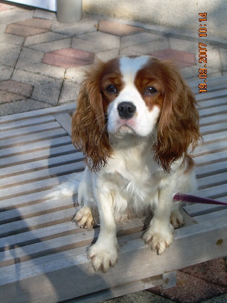 Publication : du Crystal Bombe 