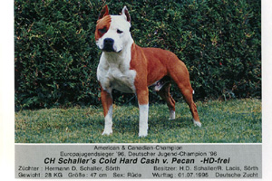 CH. schaller's x-pert Cold hard cash v. pecan