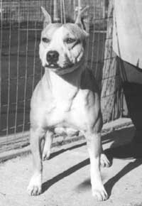 CH. x-pert Glamorous goldie