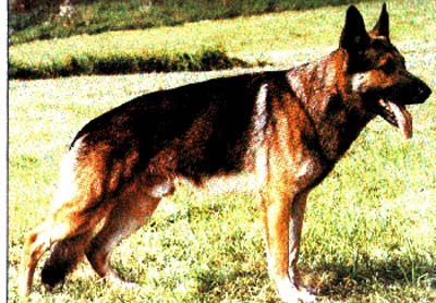 V dax von der kesmarker tränke