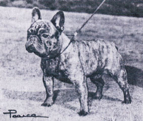 Tommyville Rene-beek dark brigand b