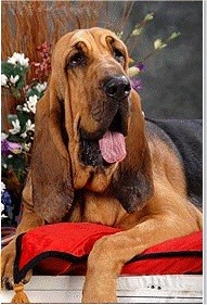 Publication : Loamy Lane's Bloodhounds Auteur : L. Van der Sichel