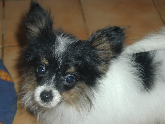 Publication : de l'oparc