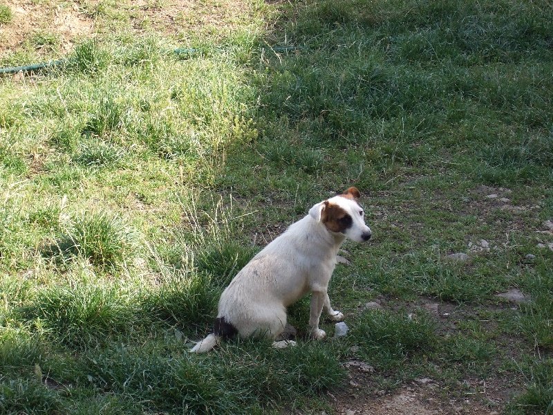 Bonnie du Terrier de Lafont de La Gartempe