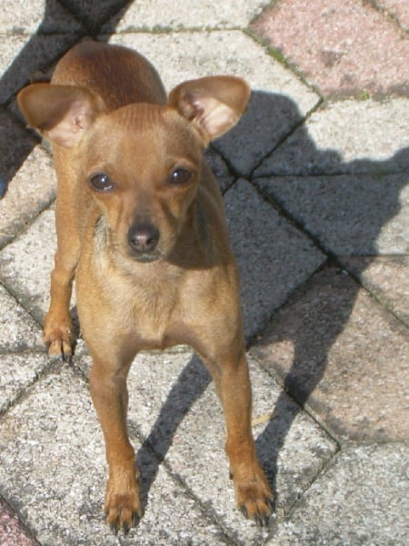 Publication : du Crystal Bombe 