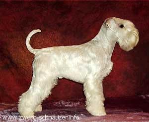 CH. Wonderboy walter of roxy'y pride