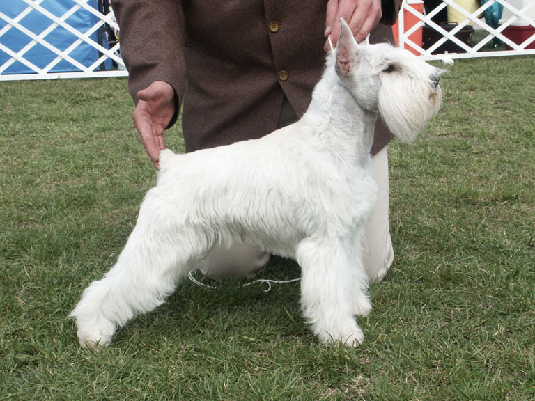 CH. Titre Initial Matraszepe wunderkind