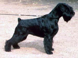 CH. salamanka's Ispania