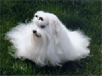 Étalon Bichon maltais - Butterfly of baby love