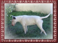 Étalon Bull Terrier - Angie du Domaine de L'Impitoyable