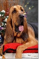 Étalon Chien de Saint-Hubert - Wrinkle Famous alhavant