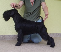 Étalon Schnauzer miniature - CH. rus design Shardone to xebec