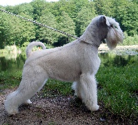 Étalon Schnauzer miniature - CH. Desire me of roxy's pride